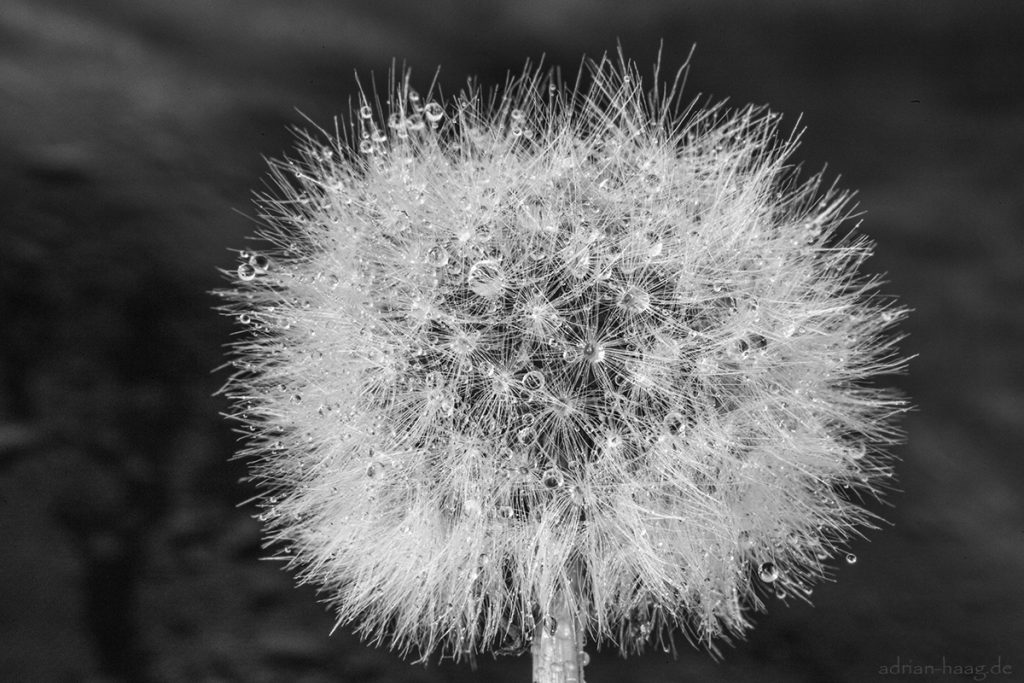 Pusteblume