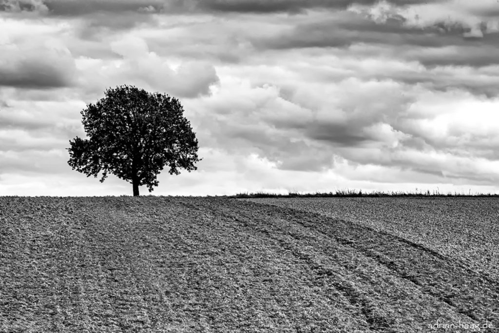 Baum am Feldrand II
